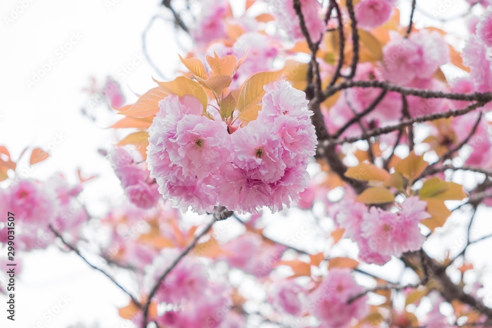 Pink cherry blossom in Japan