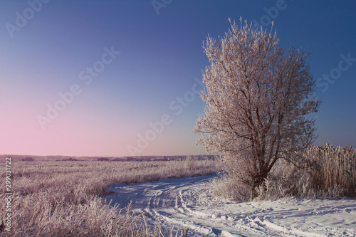 Beautiful winter scenery in the morning, a field with dry grass and a tree all covered with hoarfrost, tender blue and pink sky at sunrise, snowy road and a village afar