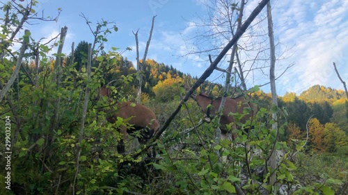 Goats feeding on the leaves of a bush on a hilltop. Filzbach, Switzerland. Static handheld photo