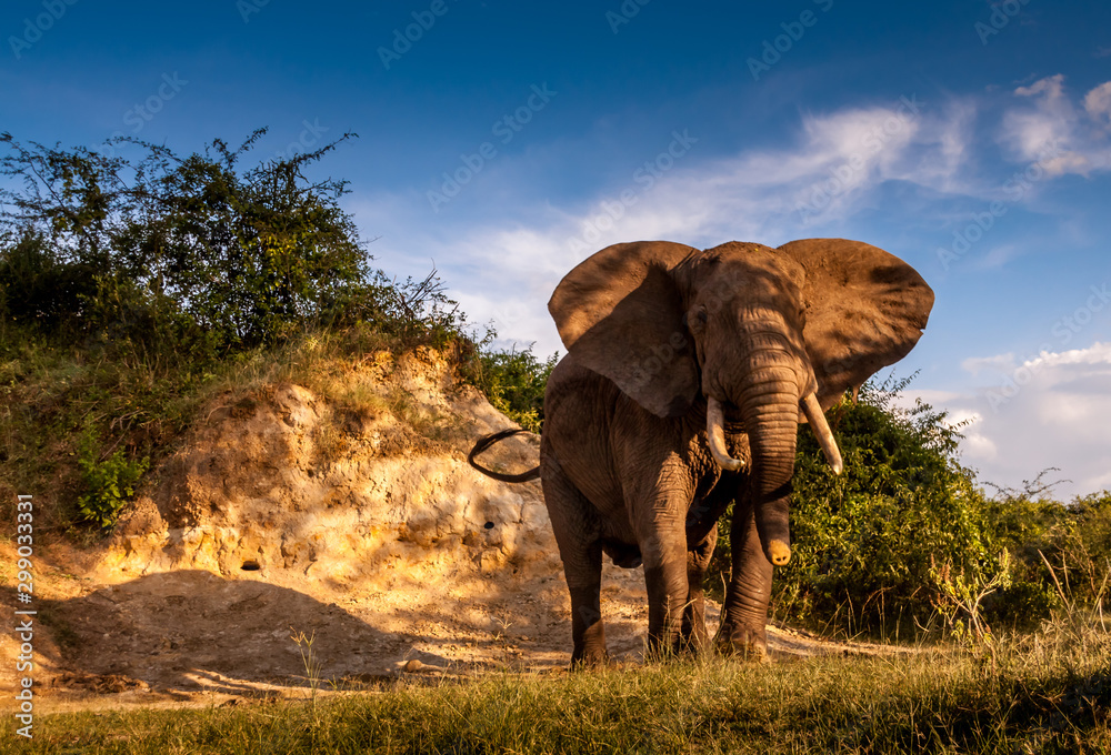 Fototapeta Uganda wildlife animals africa