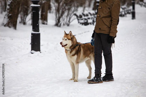 man walking with brown husky dog by snowed winter park