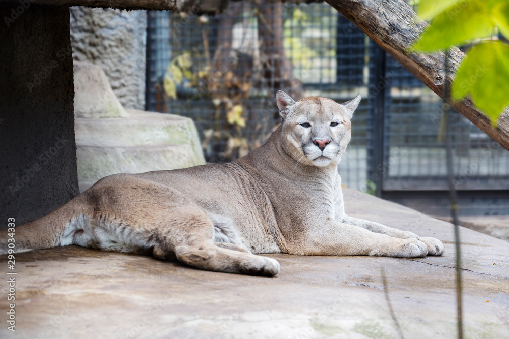 Mountain lion. He's a skilled hunter. It can jump to a height of more than 6