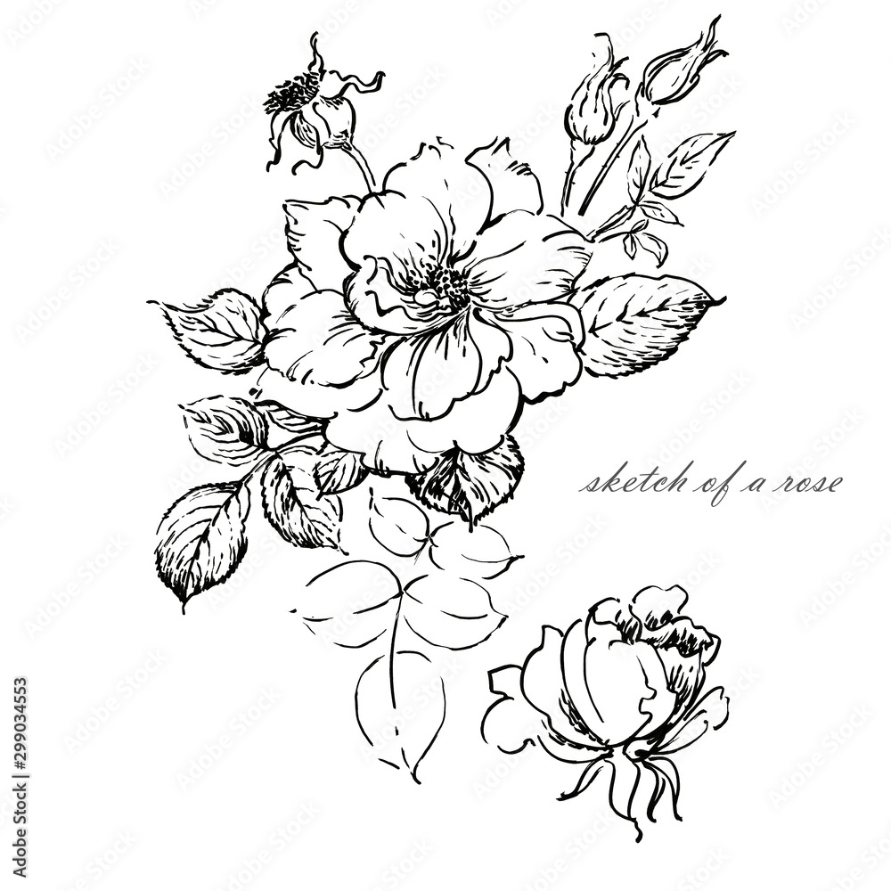 Graphic sketch of a rose