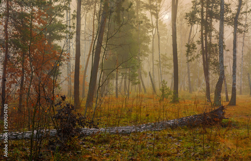 Forest. Autumn. Fog. Autumn painted leaves with its magical colors. Morning fog makes the forest mysterious and magical.