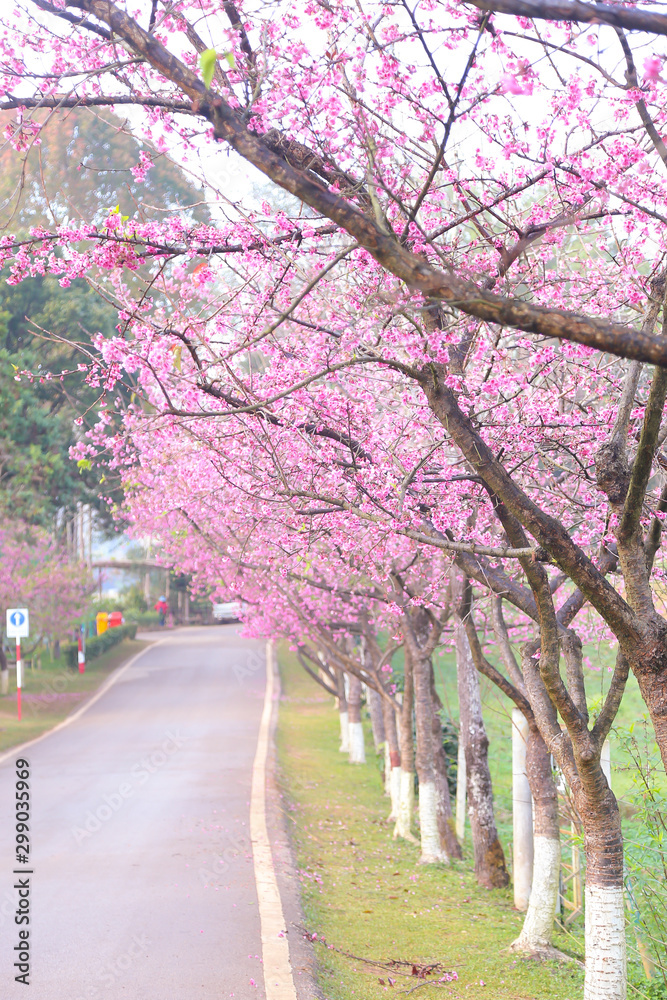 Vintage sakura or cherry blossom