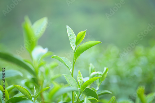 Fresh tea leaves.