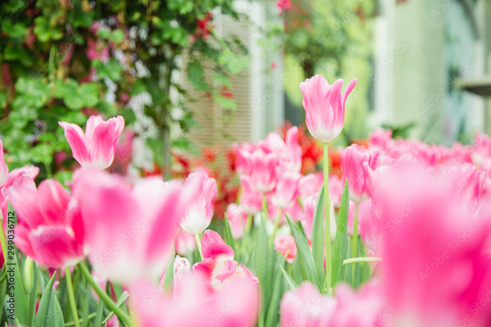 Tulip flowers in garden nature background Tulip flowers in garden nature background