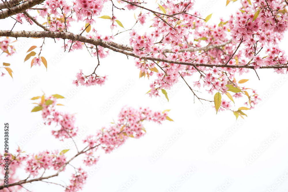 Obraz premium Beautiful cherry blossom or sakura in spring time over sky