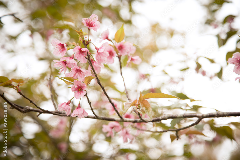 Beautiful cherry blossom or sakura in spring time over sky Beautiful cherry blossom or sakura in spring time over sky