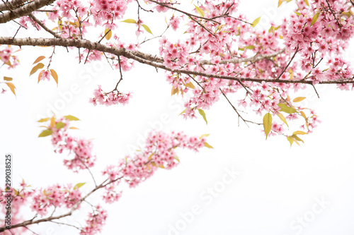 Beautiful cherry blossom or sakura in spring time over sky