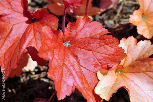 Red rex-cultorum begonia leaves, natural organic plant background texture, top view photo