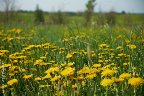 yellow coltsfoot on a field with green grass