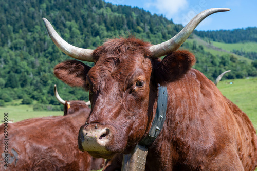 Fototapeta Naklejka Na Ścianę i Meble -  Cow In the mountain meadow, French Pyrenees, Bearn
