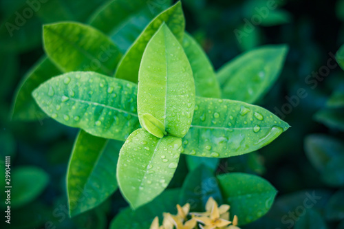 Water droplets on leaves after rain have beautiful. photo