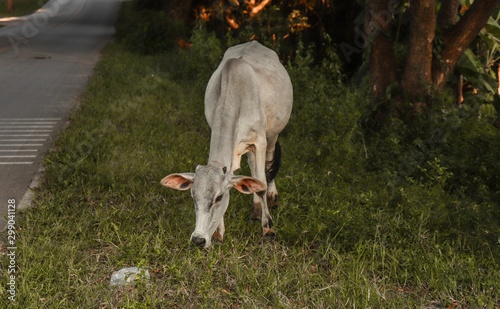 Cow  grass  roadside