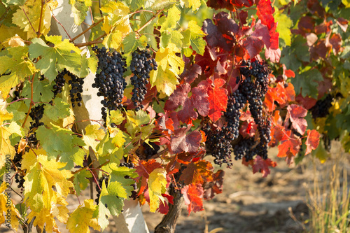 Autumn grapes with red leaves, the vine at sunset is reddish yellow 