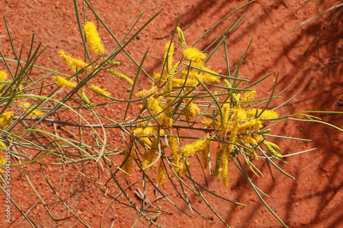 Foto The endemic shrub Mulga wattle (Acacia aneura) against the red sand of the Austr