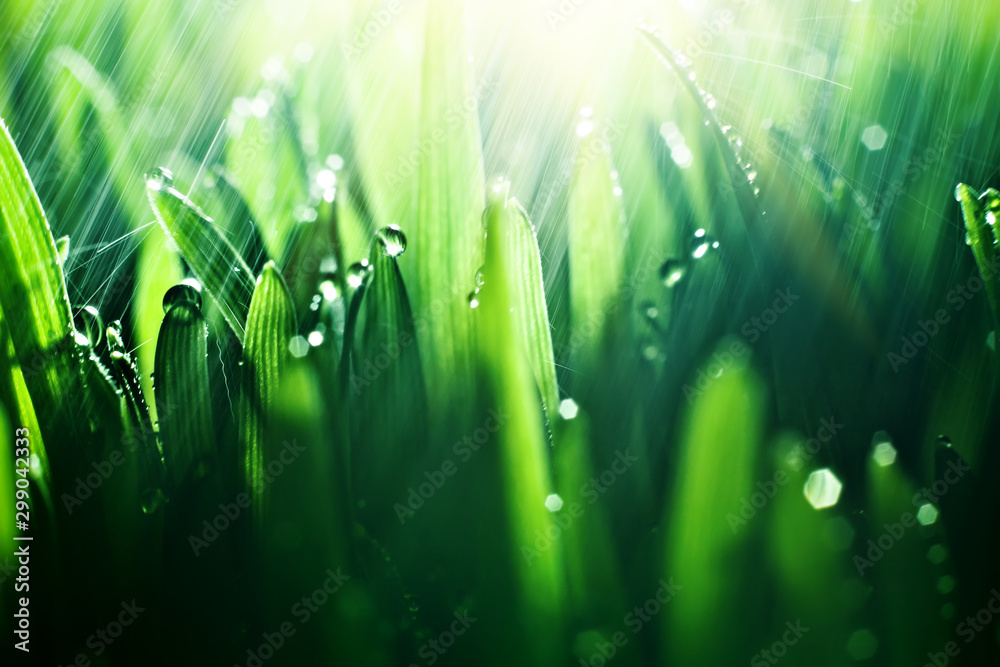Macro. Background, water drops on the green grass. Desktop background. Selective focus.