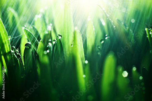 Macro. Background, water drops on the green grass. Desktop background. Selective focus.