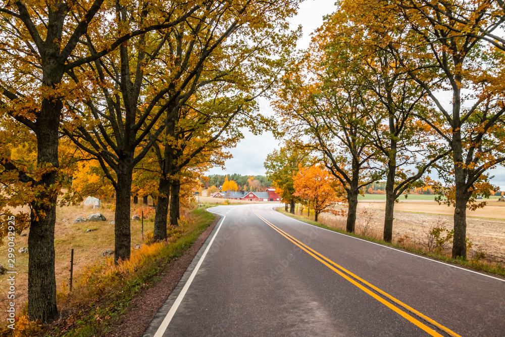 View of road with oak trees alley at autumn View of road with oak trees alley at autumn