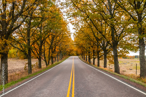 View of road with oak trees alley at autumn