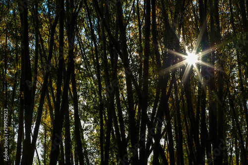 Bosque de chopos a contraluz con el sol en forma de estrella. Populus. 