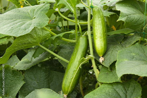 Two cucumber on the bush