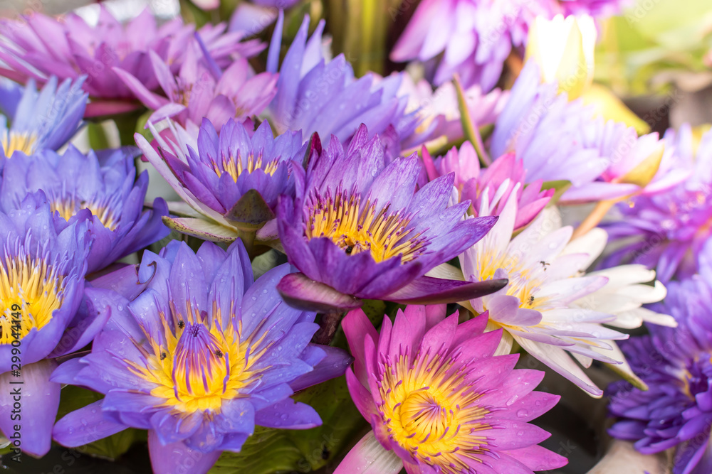 Purple ,Pink and White Lotus flowers with yellow pollen and rainy drop on petal surface are blooming full in the pond ,Selective focus. Purple ,Pink and White Lotus flowers with yellow pollen and rainy drop on petal surface are blooming full in the pond ,Selective focus.