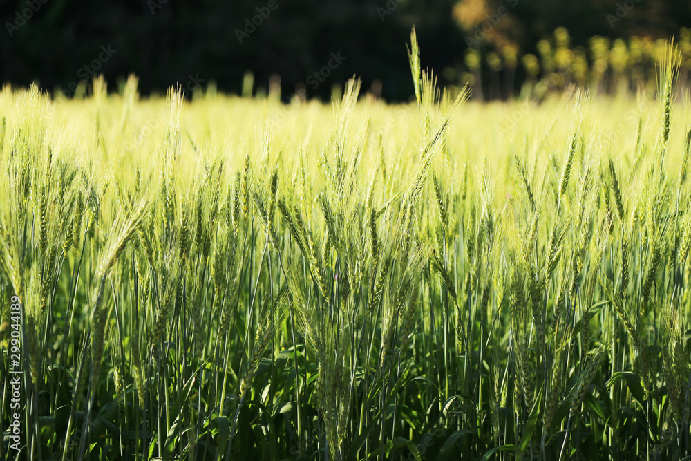 Wheat rice field in the wind.