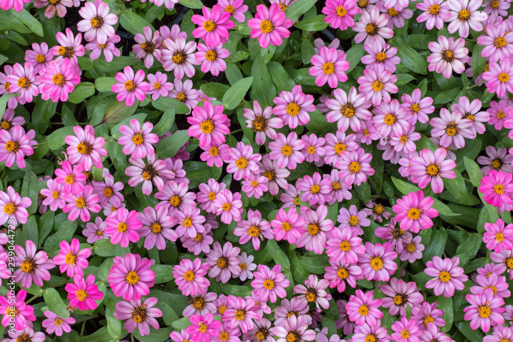 Close up of beautiful pink common zinnia flowers (zinnia angustifolia) are blooming in the garden.