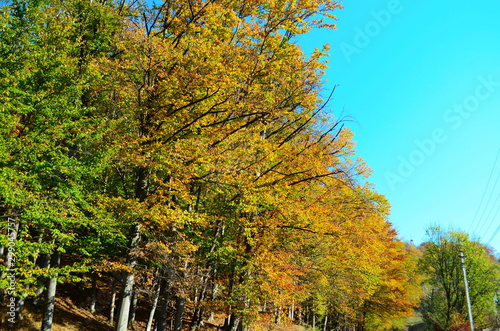 Fototapeta Naklejka Na Ścianę i Meble -  beautiful autumn forest in yellow and gold tones