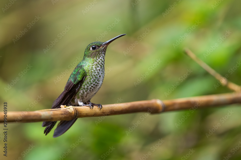 Many-spotted Hummingbird - Leucippus hypostictus, green spotted hummingbird from Andean slopes of South America, Wild Sumaco, Ecuador. Many-spotted Hummingbird - Leucippus hypostictus, green spotted hummingbird from Andean slopes of South America, Wild Sumaco, Ecuador.
