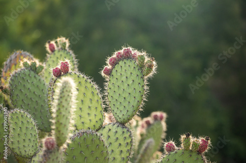 cactus succulent botanical garden