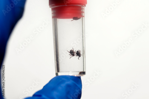 dangerous little insect mites in a glass jar in the hand of an infectious res...