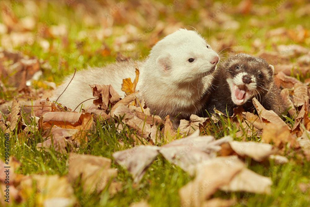 Ferret couple relexing in autumn leaves in park Ferret couple relexing in autumn leaves in park