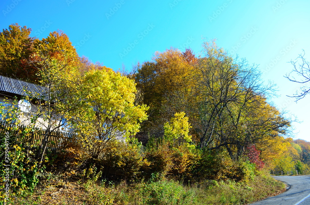 Fototapeta premium beautiful autumn forest in yellow and gold tones