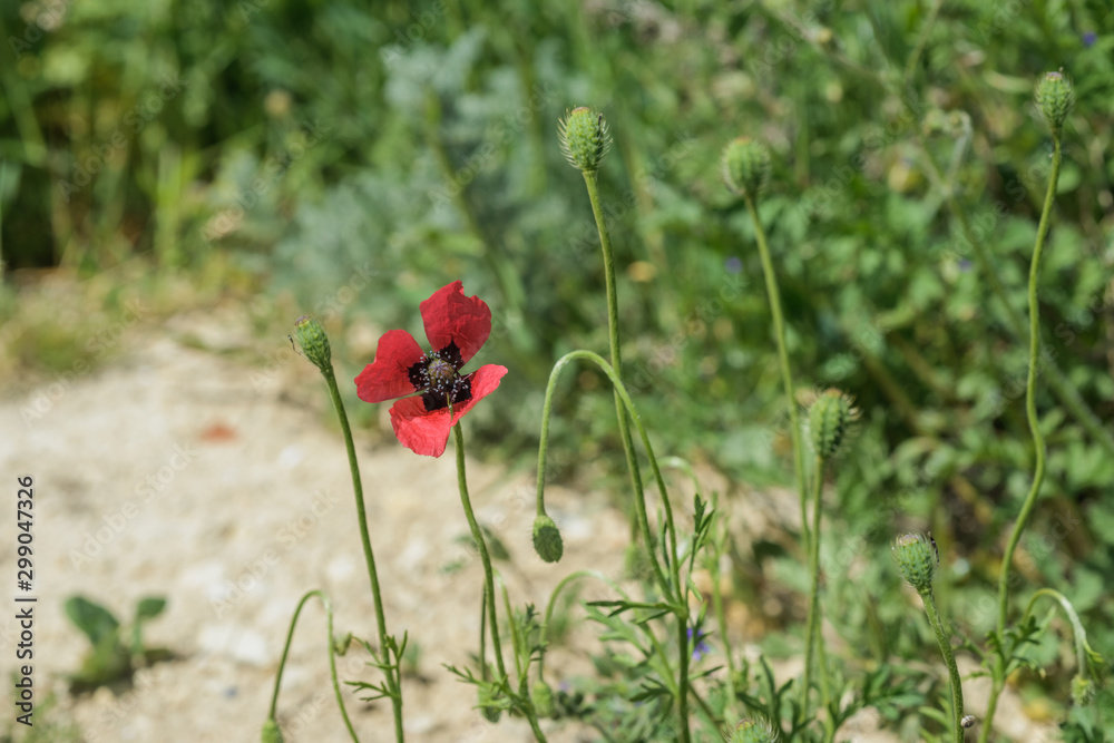 Landscape nature- red poppy