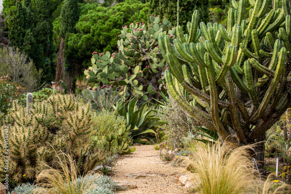 green succulent plant in botanical garden green succulent plant in botanical garden