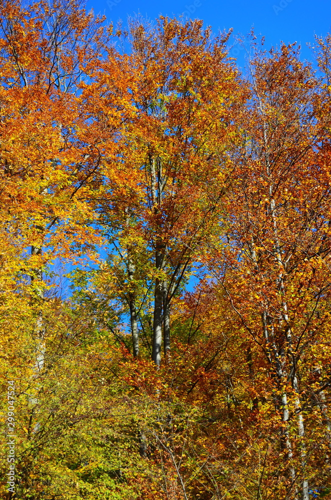 beautiful autumn forest in yellow and gold tones