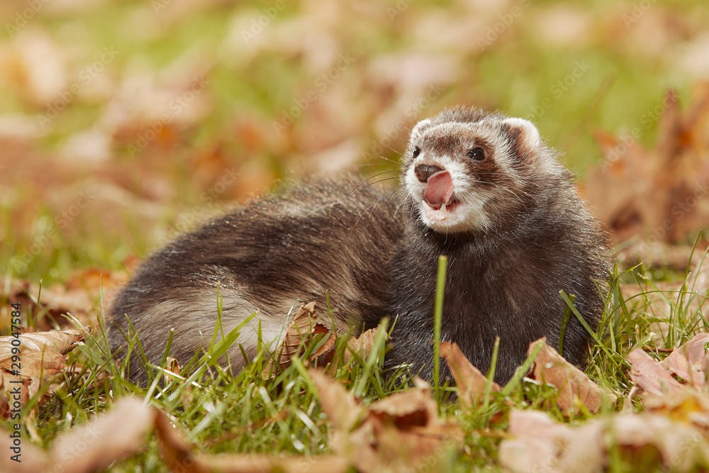 Dark fur ferret relexing in autumn leaves in park Dark fur ferret relexing in autumn leaves in park