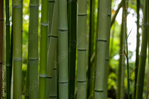 bamboo stems closeup