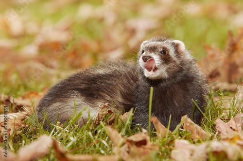 Dark fur ferret relexing in autumn leaves in park