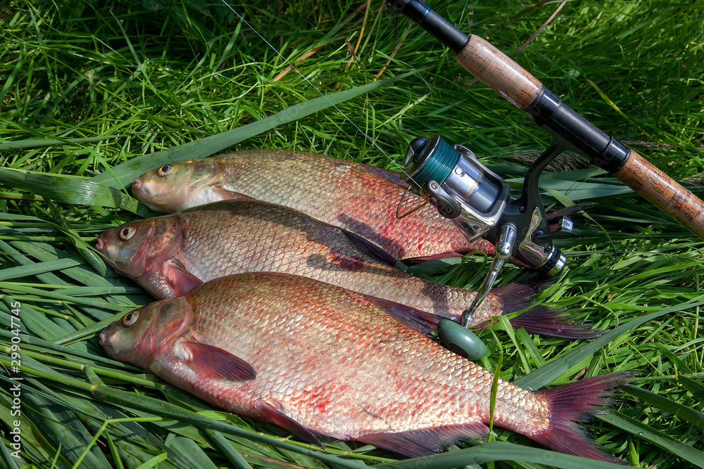 Three big freshwater common bream fish and fishing rod with reel on green reed.. Three big freshwater common bream fish and fishing rod with reel on green reed..