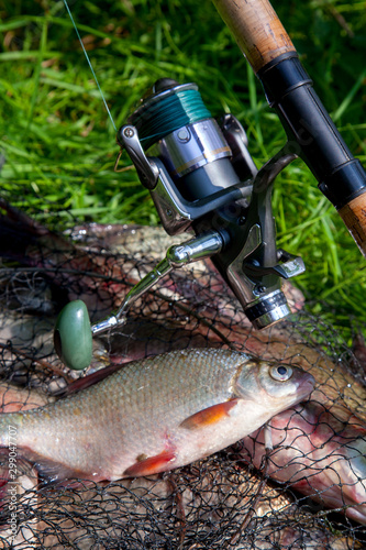 Single freshwater white bream or silver bream on keepnet with bronze breams or carp breams on green grass and fishing rod with reel on natural background..
