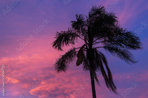 Palm tree in the wind against a bright red and blue sunset sky by the sea  Sicily  Italy  Giardini Naxos