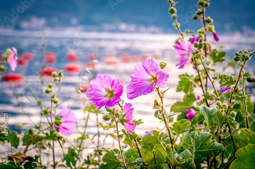 Beautiful pink flowers at sunset overlooking a Kotor bay  Montenegro