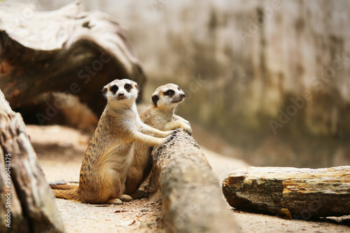 Both of meerkat with rock background.