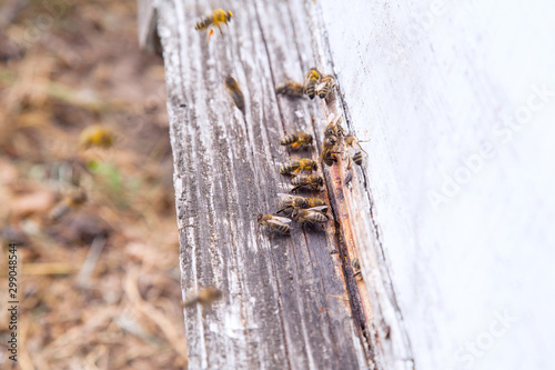 Swarming bees at the entrance of white beehive in apiary.. © kostik2photo