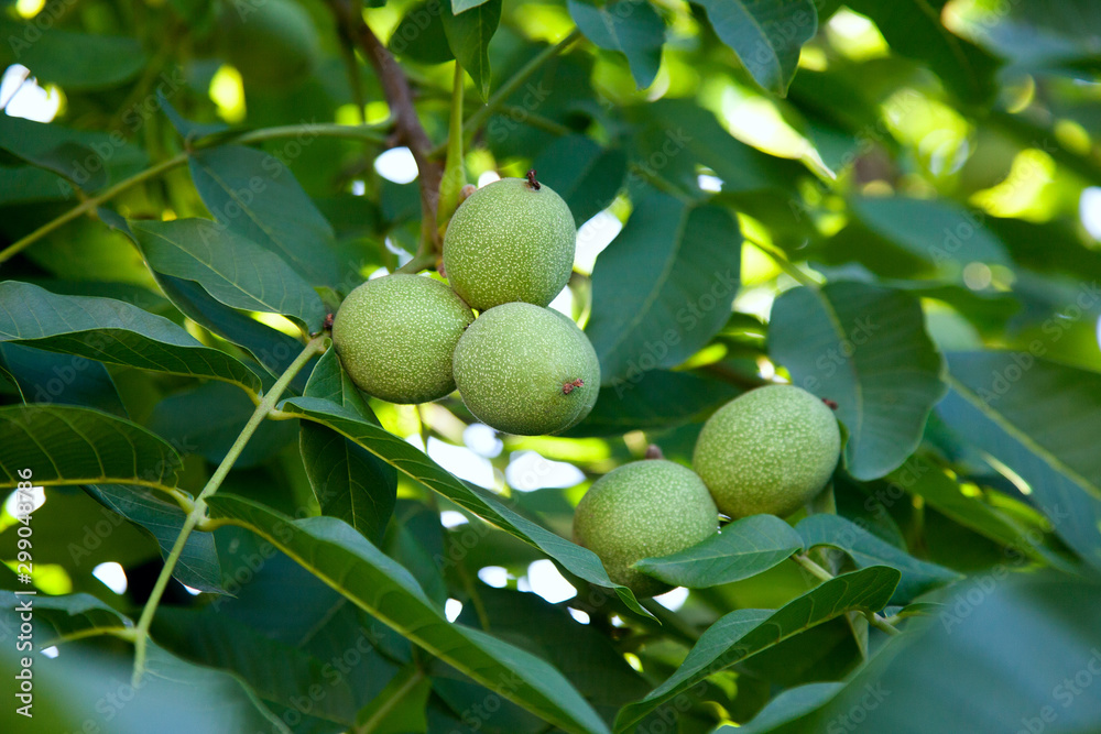 Walnut tree with fruit close up photo. Several walnuts on branch.