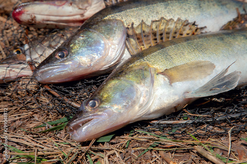 Freshwater zander and pike fish. Two freshwater zander and pike fish, fishing equipment lies on round keepnet with fishery catch in it.. photo